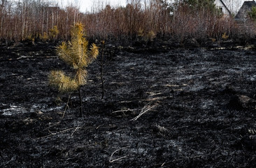Lonely surviving pine tree surrounded by charred grass after a spring fire. Effects of grass fire on soils. Consequences of arson and stubble burning. Aftermath of Natural Disasters.