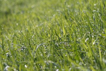 green grass background