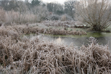 frosty pond