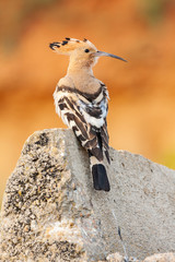 Hoopoe, Upupa epops, perched on his back on a rock on an unfocused orange background.