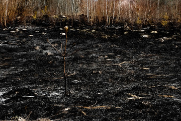 Black surface of the rural field with a burned grass. Charred grass after a spring fire. Effects of...