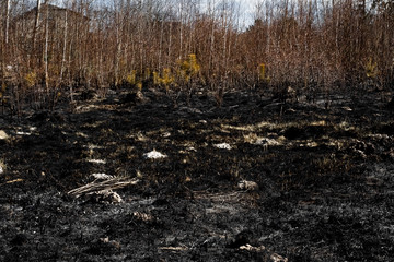 Effects of grass fire on soils. Charred grass after a spring fire. Black surface of the rural field with a burned grass. Consequences of arson and stubble burning. Aftermath of Natural Disasters.