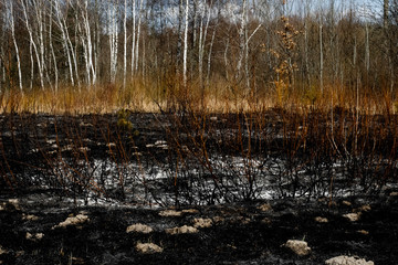 Effects of grass fire on soils. Charred plants after a spring fire. Black surface of the rural field with a burned grass. Consequences of arson and stubble burning. Aftermath of Natural Disasters.