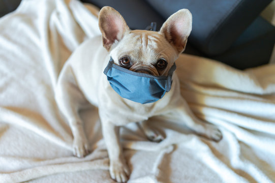 French Bulldog with mask on couch