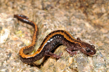 Goldstreifen-Salamander (Chioglossa lusitanica) / Gold-striped salamander