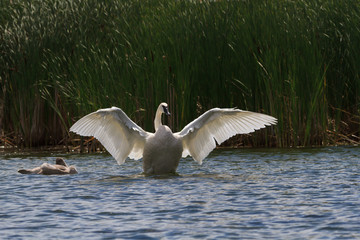 A trumpeter swan setting its wings with a cygnet beside it. 