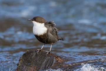 Dipper (Cinclus cinclus)