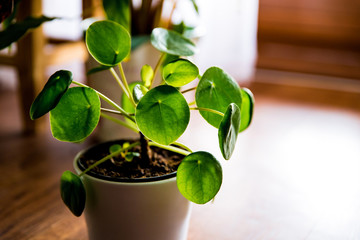 Pilea Peperomioides, known as the Pilea or Chinese money plant on wooden floor. Green houseplants in the pot. Concept of urban jungle, growing plants at home