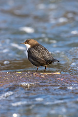 Dipper (Cinclus cinclus)