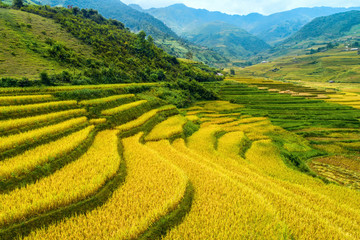 Beautiful step of rice terrace paddle field in sunset and dawn at Tu Le valley, Mu Cang Chai, Vietnam. Mu Cang Chai is beautiful in nature place in Vietnam, Southeast Asia. Travel concept.