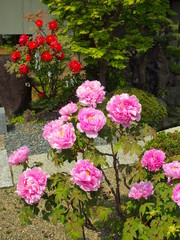 水辺に咲くピンクの牡丹