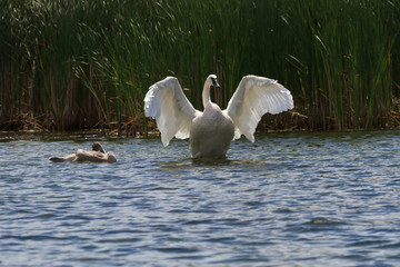 A trumpeter swan setting its wings with a cygnet beside it. 