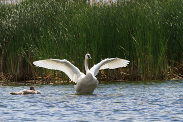 Trumpeter swan setting its wings