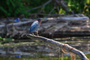 Green heron in a swampy habitat. 