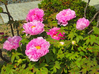 水辺に咲くピンクの牡丹