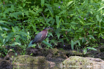 Green heron in a swampy habitat. 
