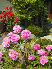 水辺に咲くピンクの牡丹