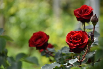 Beautiful blooming red roses on a sunny day in nature