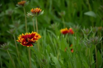 yellow flowers in the grass