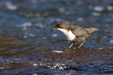 Dipper (Cinclus cinclus)