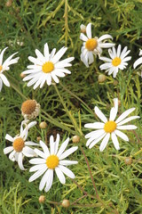 Obraz premium daisies in the garden Sun Flower