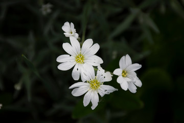 White flowers with dark green background