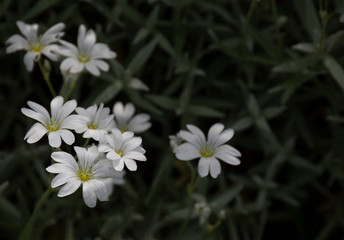 White flowers with dark green background