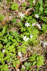 green leaves and flowers on the ground