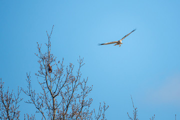 marsh harrier flies in the blue sky and looks for prey