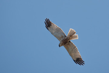 marsh harrier flies in the blue sky and looks for prey