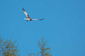 marsh harrier flies in the blue sky and looks for prey