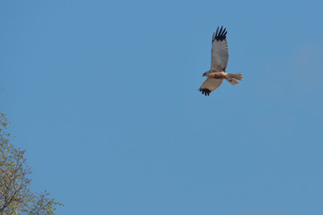 marsh harrier flies in the blue sky and looks for prey