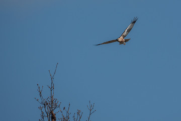 marsh harrier flies in the blue sky and looks for prey