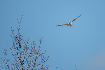 marsh harrier flies in the blue sky and looks for prey