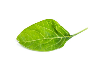 spinach vegetable isolated on white background clipping path