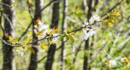 blooming cherry tree
