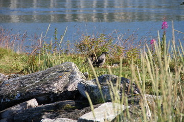  tromso tromsø  water travel tourism sea coast nature port blue landscape sky harbor architecture europe boatship mountain summer bay view city beautifull 