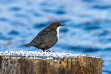 Dipper (Cinclus cinclus)