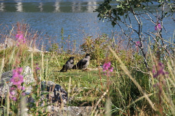  tromso tromsø  water travel tourism sea coast nature port blue landscape sky harbor architecture europe boatship mountain summer bay view city beautifull 