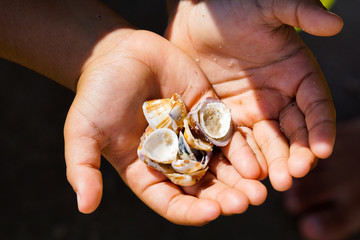 hand holding some shells