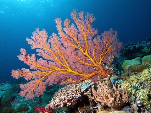 The underwater flash bathes this Gorgonia in a brilliant light. Diving in Palau, Micronesia