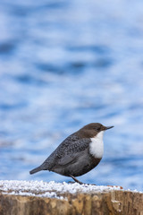 Dipper (Cinclus cinclus)
