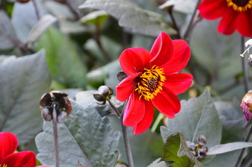 Roter Blütentraum
