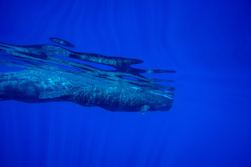 Underwater shot of a sperm whale in the clear water of the ocean. Mauritius
