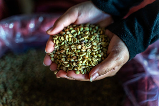 Robusta and arabica coffee berries with farmer hands, Gia Lai, Vietnam