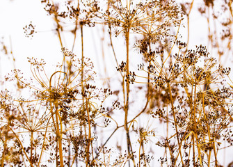 Wild flowers and stems of dry dill dead grass under the sun.