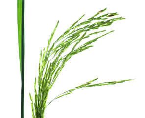 A light green colored rice tree placed before a white isolated background