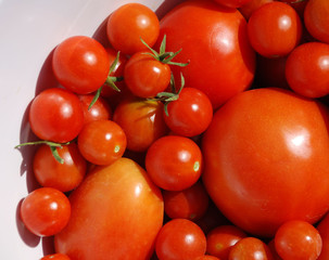 Fototapeta na wymiar A bowl full of freshly picked tomatoes 
