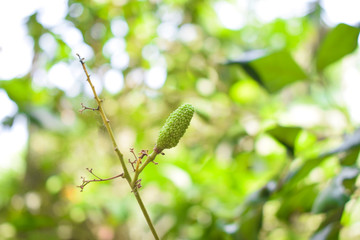 A little bud of a green color small jack-fruit hanging from a fresh tree