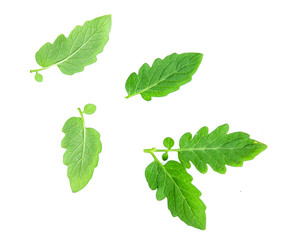 green tomato leaf isolated on white background
